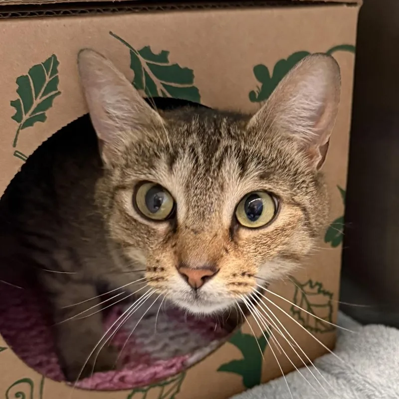 An adult medium-sized female Brown / Chocolate Domestic Short Hair cat named Cookie for adoption in Fairport, NY