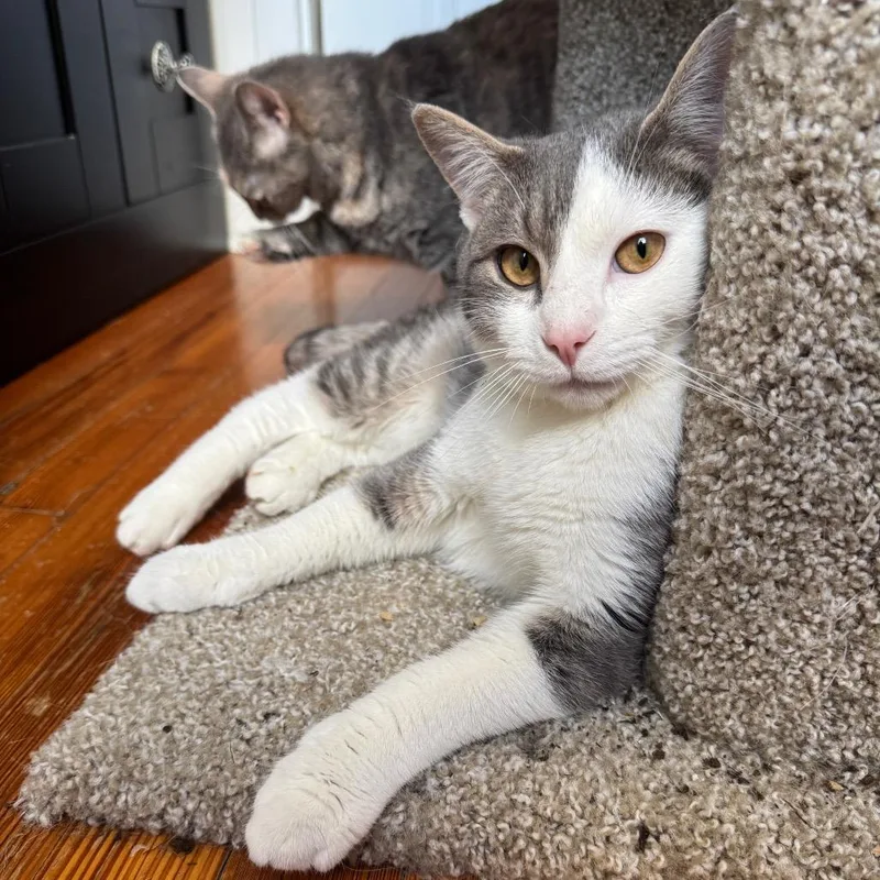 A young medium-sized male White Domestic Short Hair cat named Oscar for adoption in Gibsonia, PA