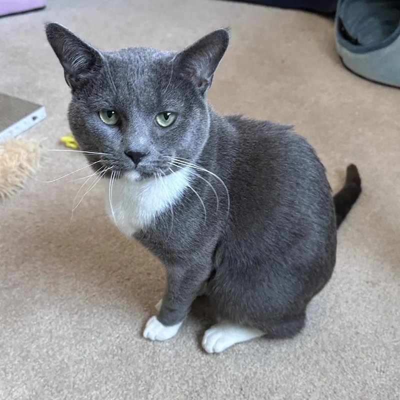 An adult small-sized male Gray / Blue / Silver Domestic Short Hair cat named Watson C for adoption in Princeton, MN