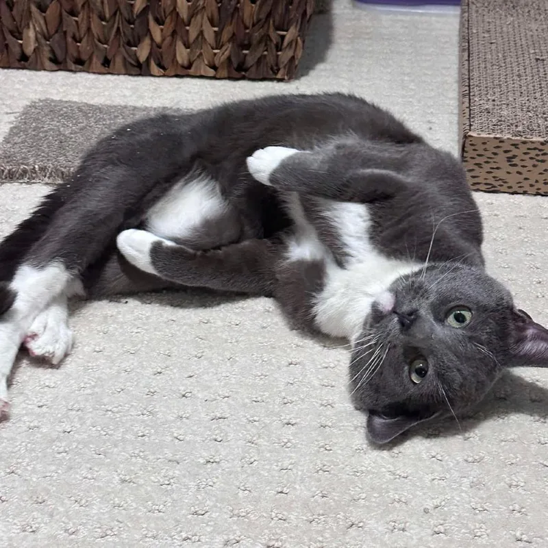 Watson C thumbnail 2