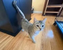 A young medium-sized female Tabby cat named Lindseydc for adoption in Greenville, DE