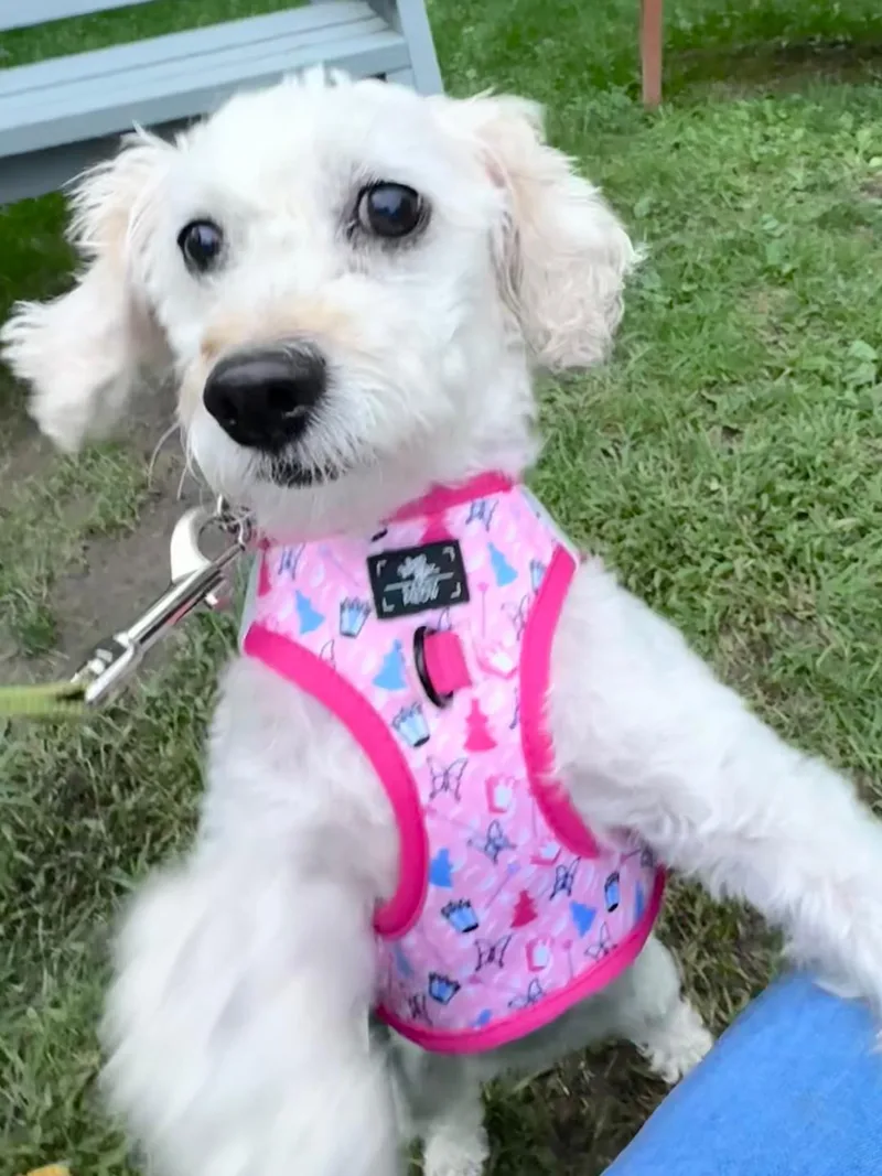 A young small-sized female White / Cream Maltipoo dog named Spring for adoption in Lambertville, NJ