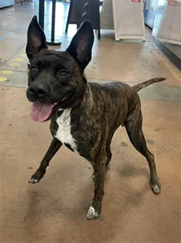 An adult small-sized female German Shepherd Dog dog named Coco for adoption in Van Nuys, CA