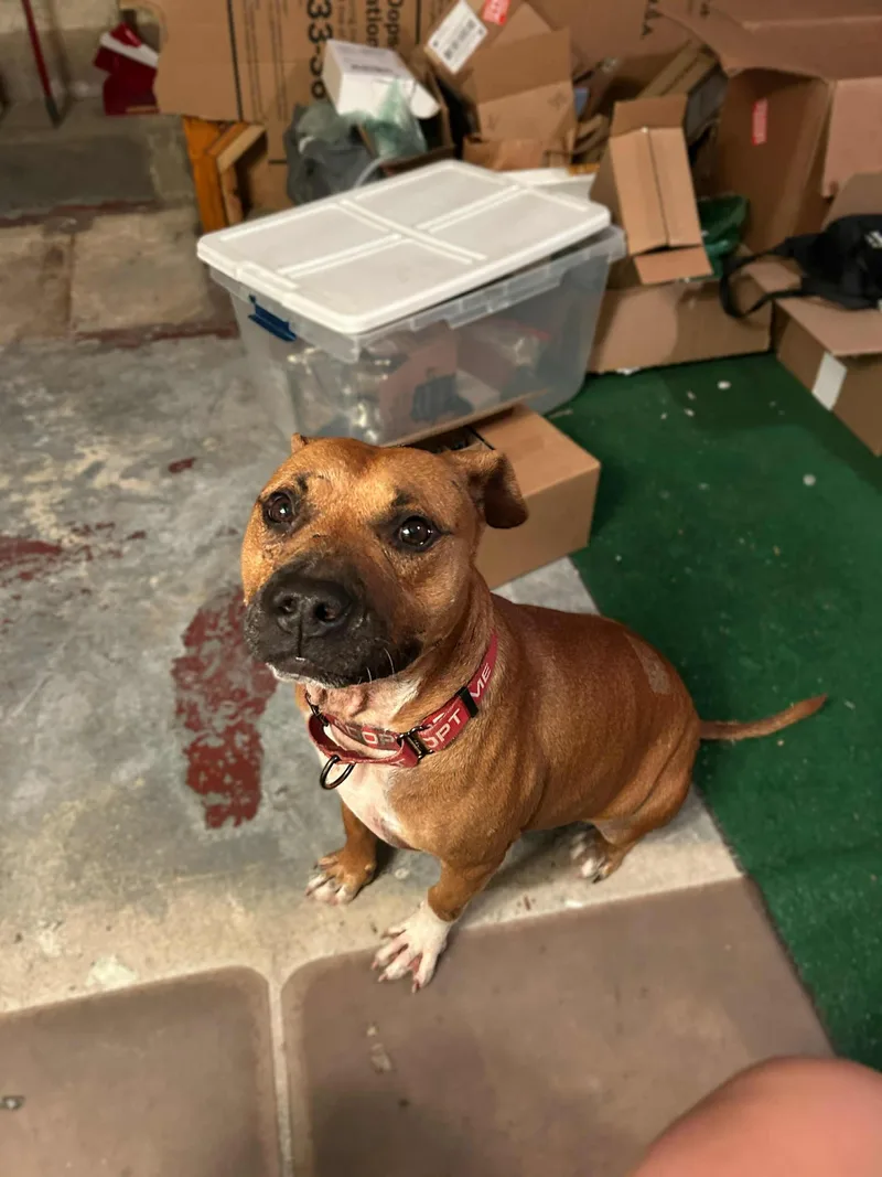 An adult medium-sized male Boxer dog named Owen for adoption in New York, NY