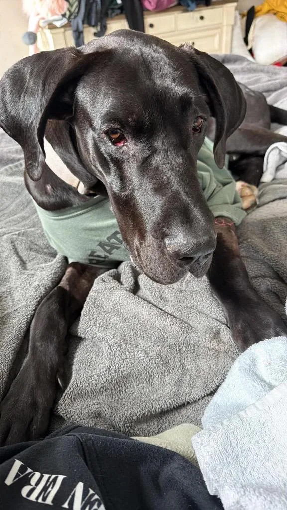 A young extra large-sized male Black Great Dane dog named Dante for adoption in Bullard, TX