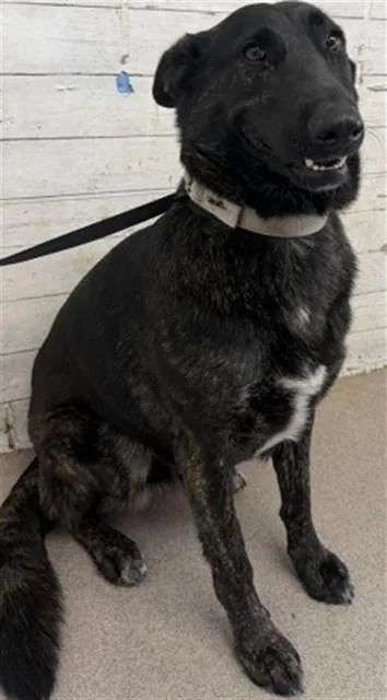 An adult medium-sized female German Shepherd Dog dog named Journey for adoption in San Bernardino, CA