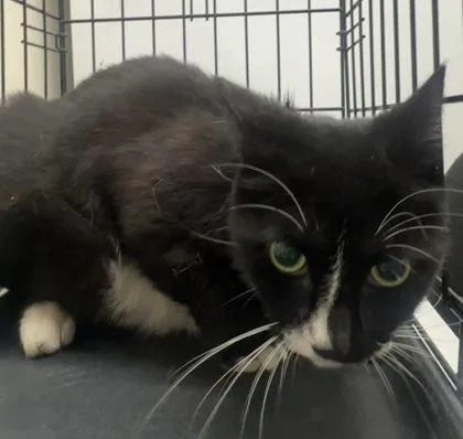 A young medium-sized female Domestic Short Hair cat named Abra for adoption in Palm Coast, FL