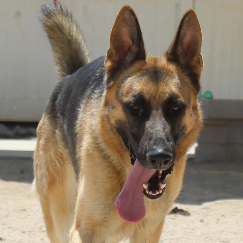 An adult large-sized male Bicolor German Shepherd Dog dog named Goose for adoption in Yucca Valley, CA