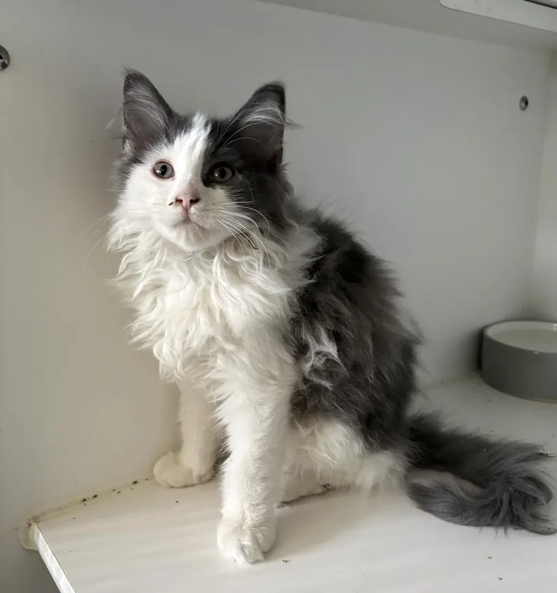 A baby small-sized male Gray & White Domestic Long Hair cat named Chubby for adoption in Rochester, IN
