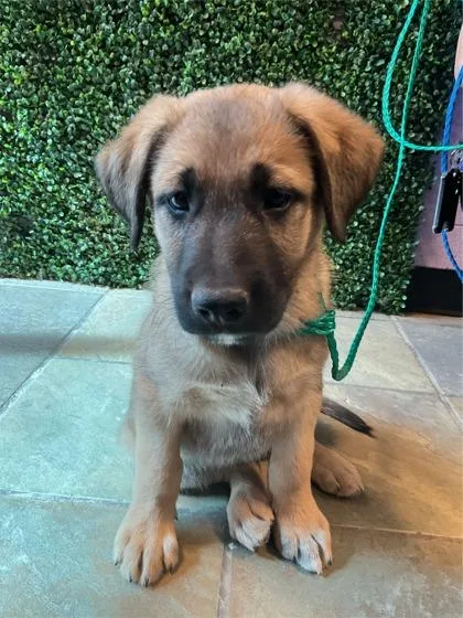 A baby small-sized male Black Shepherd dog named Zeus for adoption in El Paso, TX
