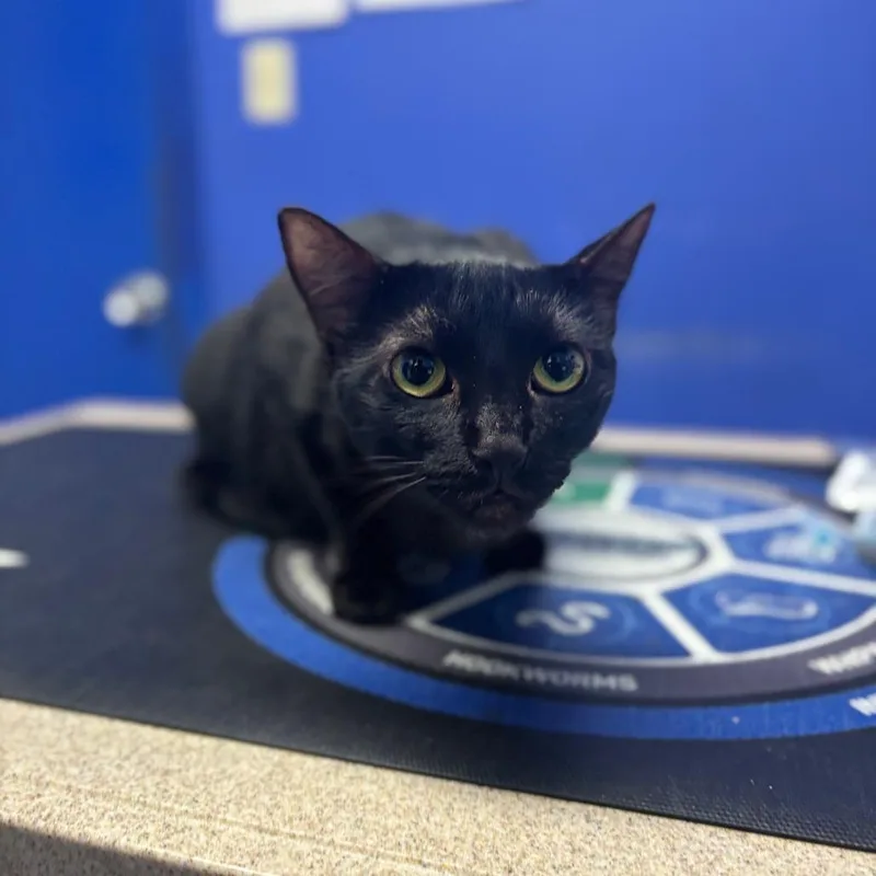 An adult medium-sized female Domestic Short Hair cat named Poe for adoption in Wahiawa, HI