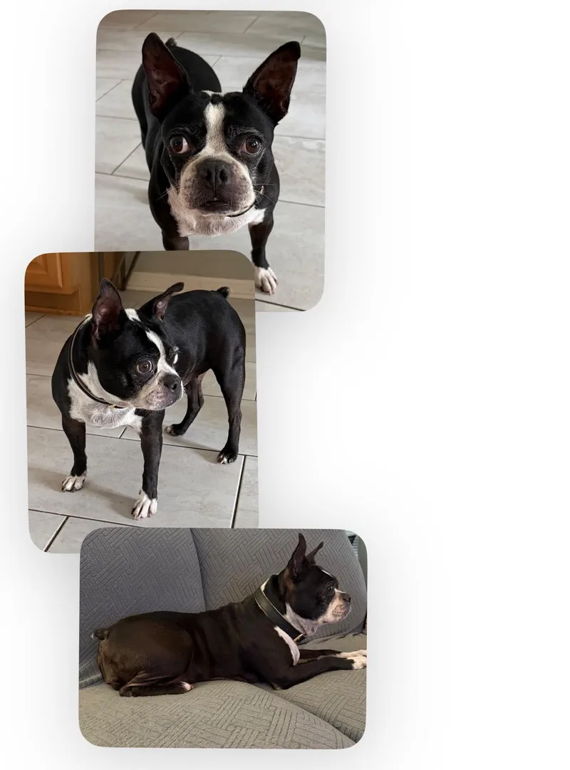 An adult medium-sized female Boston Terrier dog named Ramona aka Mona for adoption in Van Vleck, TX