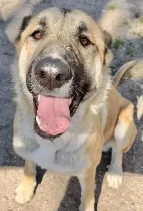 An adult large-sized male Merle (Red) German Shepherd Dog dog named Rylie for adoption in Frazier Park, CA