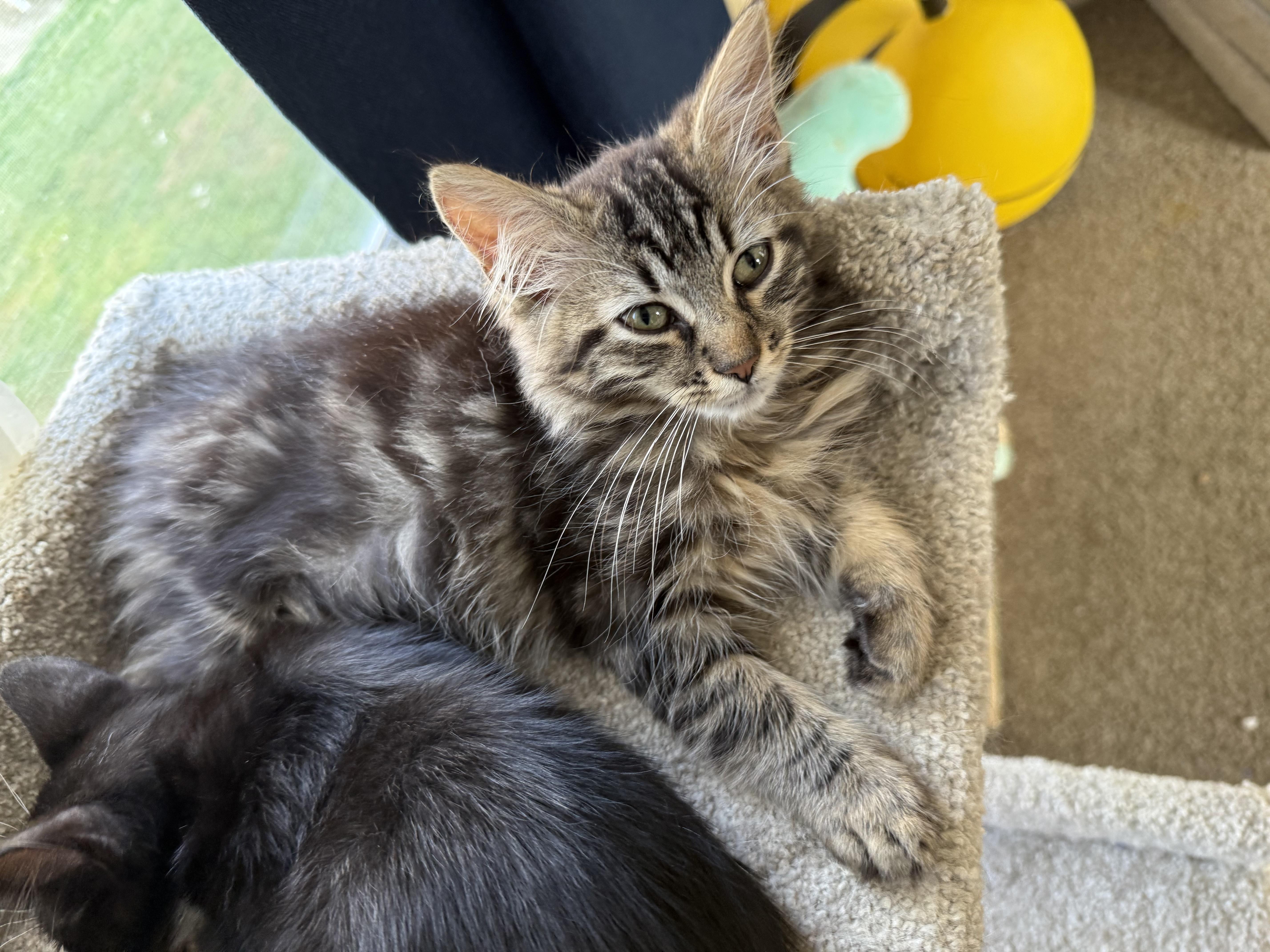 A baby medium-sized female Tabby (Brown / Chocolate) Domestic Medium Hair cat named Hazel for adoption in Hamburg, NY