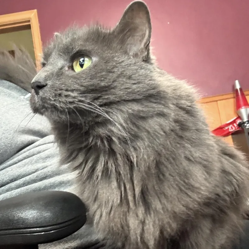 A senior small-sized female Gray / Blue / Silver Domestic Long Hair cat named Cora for adoption in Omaha, NE