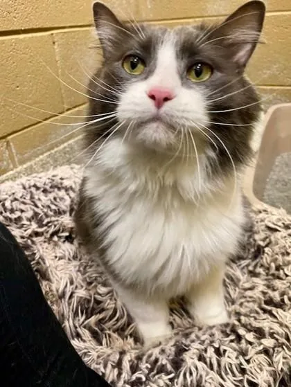 An adult extra large-sized male Domestic Long Hair cat named Dj for adoption in Munster, IN