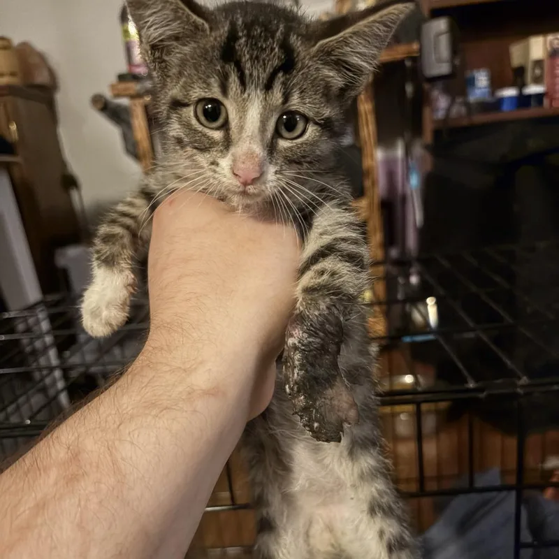 A baby small-sized female Brown / Chocolate Domestic Short Hair cat named Corona for adoption in Normal, IL