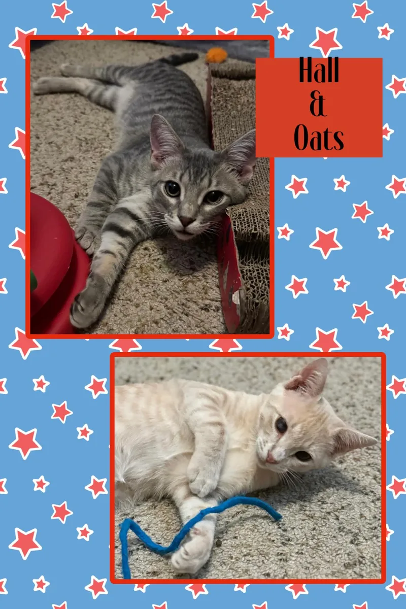 Hall and Oats