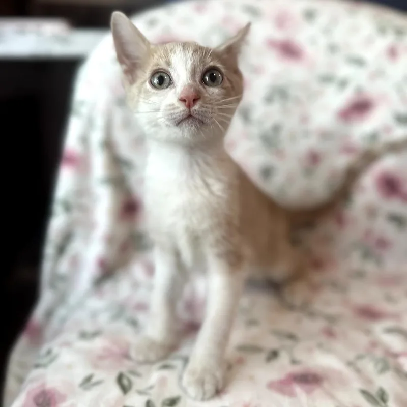 A baby small-sized male Buff / Tan / Fawn Domestic Short Hair cat named Leonardo for adoption in Forest Park, IL