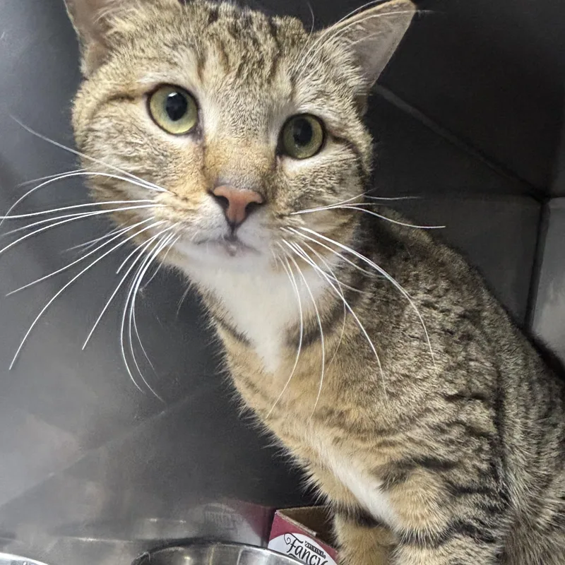 A young medium-sized male Tabby (Tiger Striped) Domestic Short Hair cat named Ike for adoption in North Haven, CT