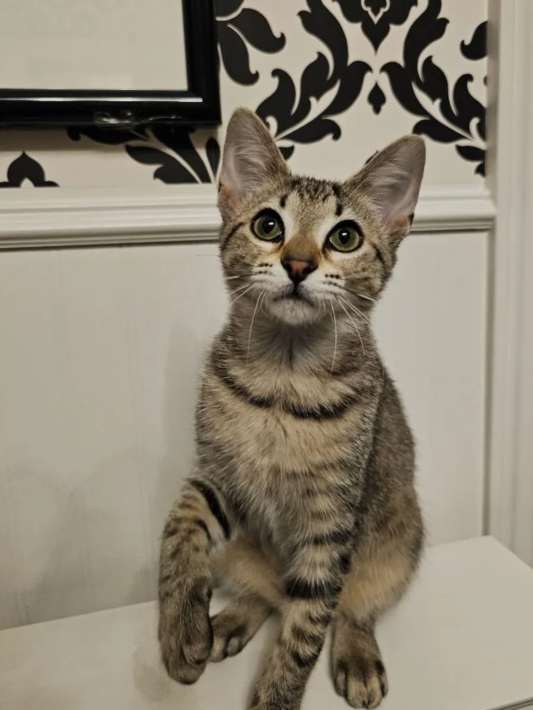 A baby small-sized female Domestic Short Hair cat named Nami for adoption in Roanoke, TX