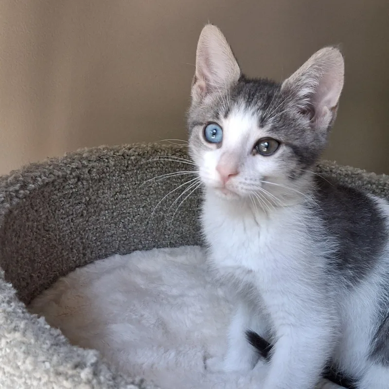 A baby medium-sized male Tabby (Gray / Blue / Silver) Domestic Short Hair cat named Oddball for adoption in Apex, NC