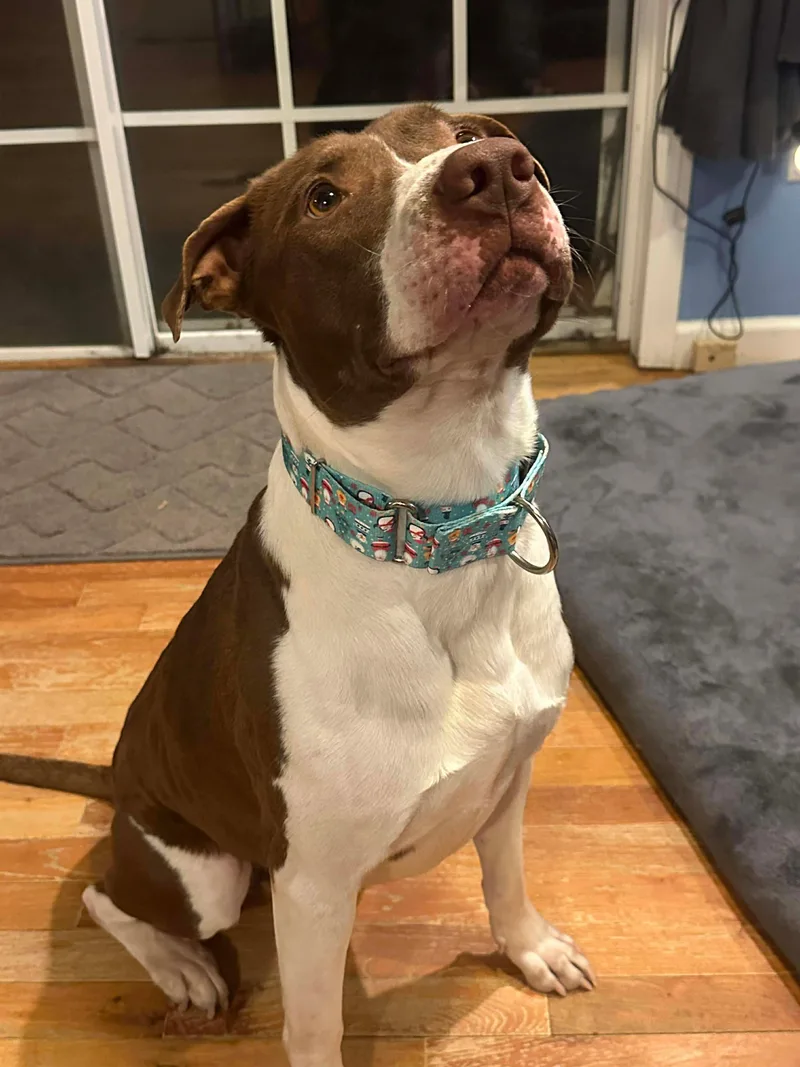 An adult large-sized male Bicolor English Pointer dog named Ollie for adoption in Sunset Bch, NC