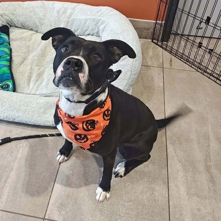An adult medium-sized female Boxer dog named Rupee for adoption in Springdale, AR