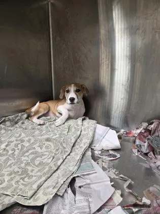 A baby small-sized female Mixed Breed dog named Velvet for adoption in Westland, MI