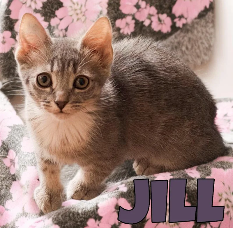 Jill  Willow Grove thumbnail 2