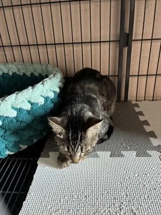 A young small-sized female Domestic Short Hair cat named Yennefer for adoption in Barnesville, GA