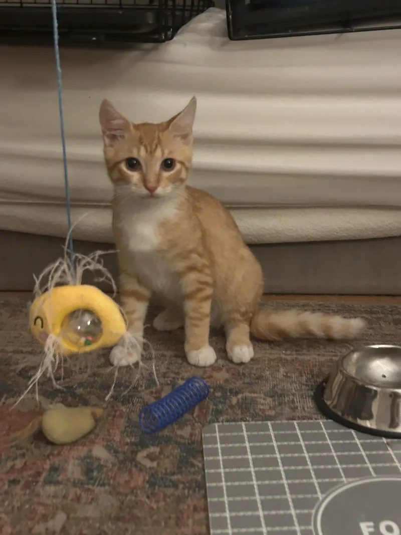 Georgie thumbnail 3