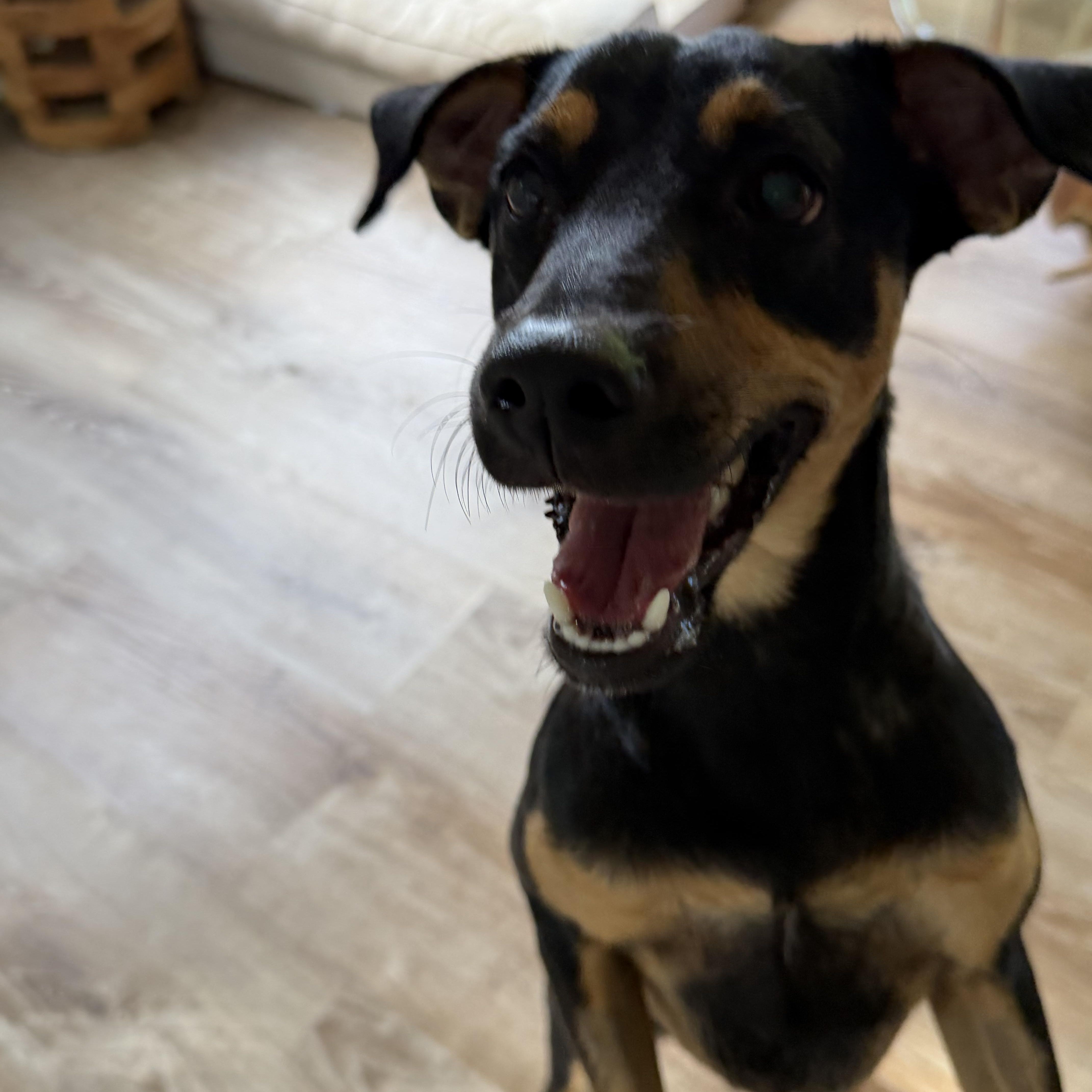A young small-sized male Bicolor Miniature Pinscher dog named Link Likes To Dance for adoption in Lake Forest, IL