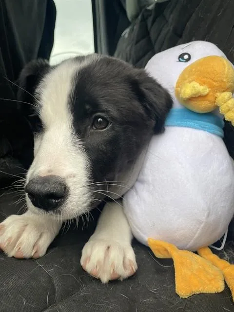 A baby small-sized male Border Collie dog named Nimbus for adoption in Casper, WY