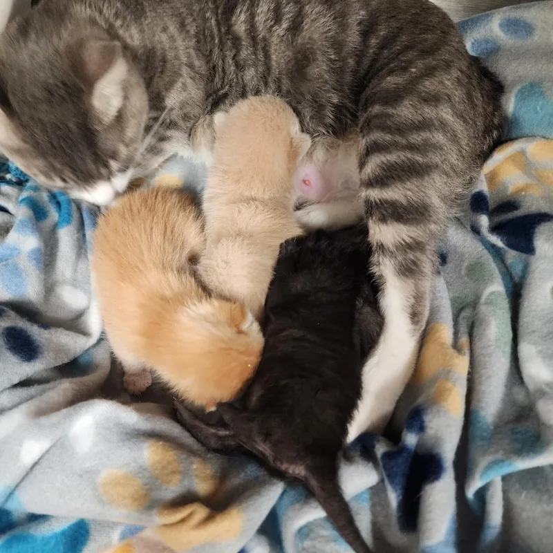 A baby small-sized female Orange / Red Domestic Medium Hair cat named Milly for adoption in Evensville, TN
