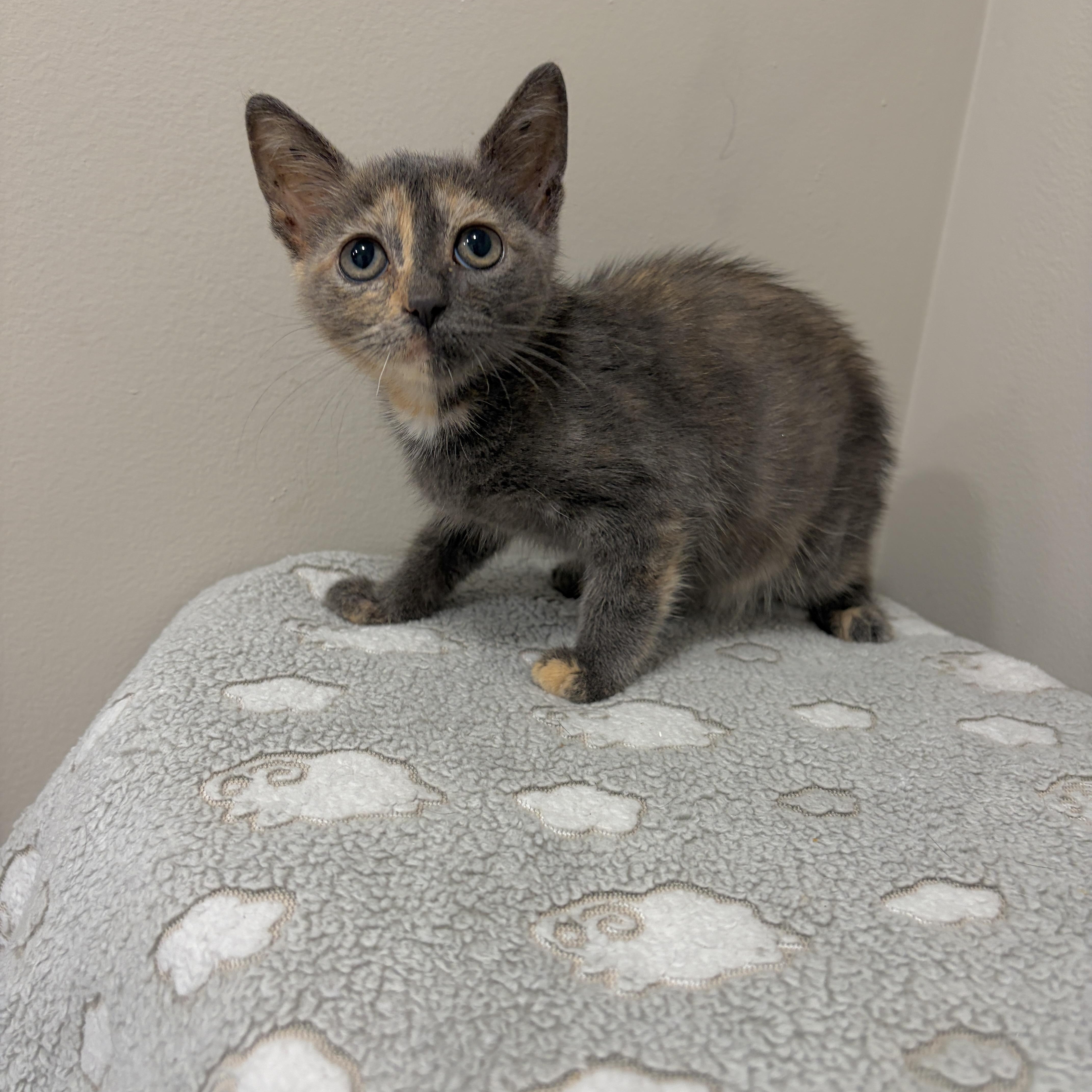 A baby medium-sized female Dilute Tortoiseshell cat named Promise for adoption in Moriches, NY