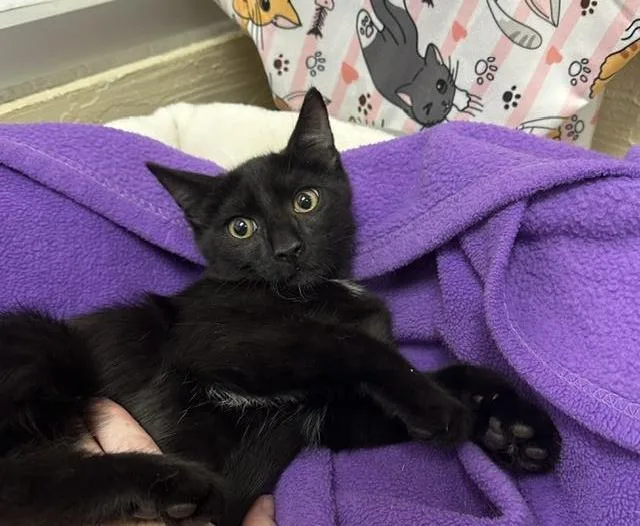 A baby small-sized male Black Domestic Short Hair cat named Baxter for adoption in Parlier, CA