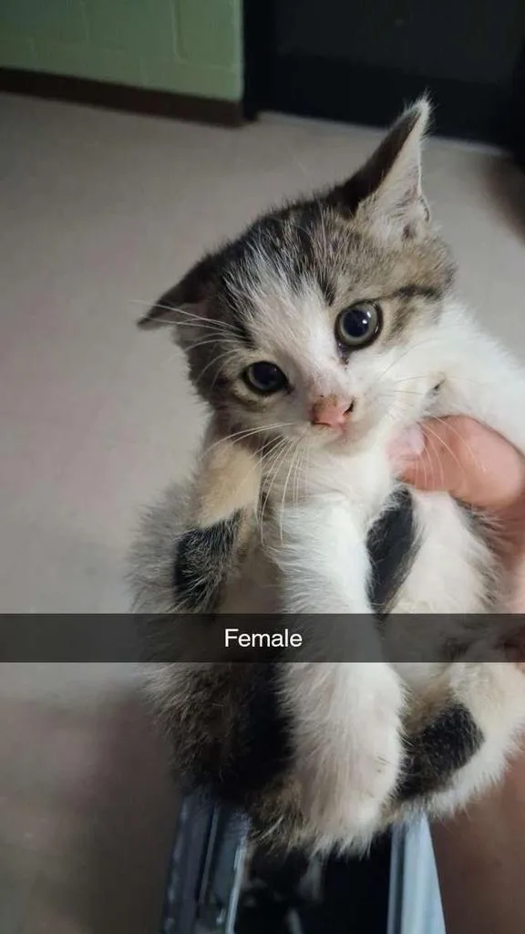 A baby small-sized female Domestic Short Hair cat named Fizzlepop for adoption in Burnsville, NC