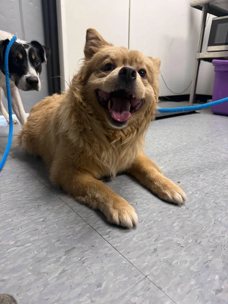 A young medium-sized male Chow Chow dog named Aslan for adoption in Las Vegas, NM