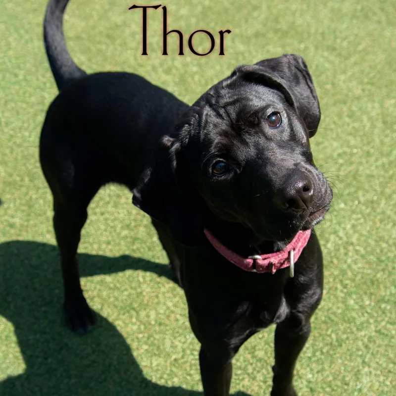 An adult medium-sized male Hound dog named Thor for adoption in Waynesboro, PA