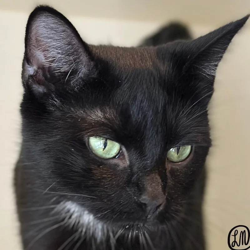 An adult medium-sized female Black Domestic Short Hair cat named Raisin for adoption in Victor, NY