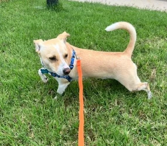 An adult small-sized male Chihuahua dog named Carson for adoption in Littleton, CO