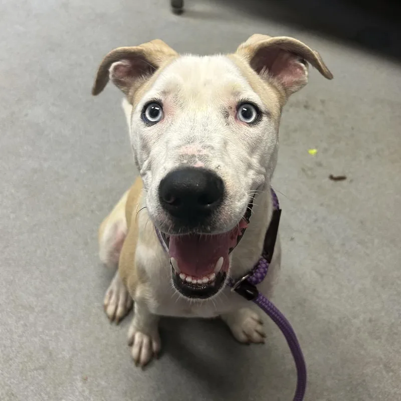 A young medium-sized female Mixed Breed dog named Zippy for adoption in Spruce Pine, NC
