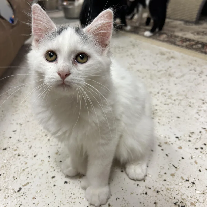 A baby medium-sized male Domestic Long Hair cat named Everest for adoption in Warwick, RI