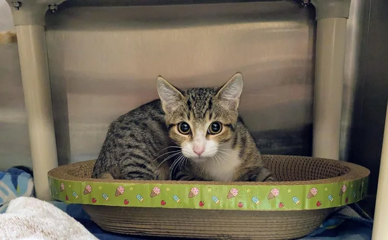 A baby medium-sized male Domestic Short Hair cat named Leonardo for adoption in Madison, GA