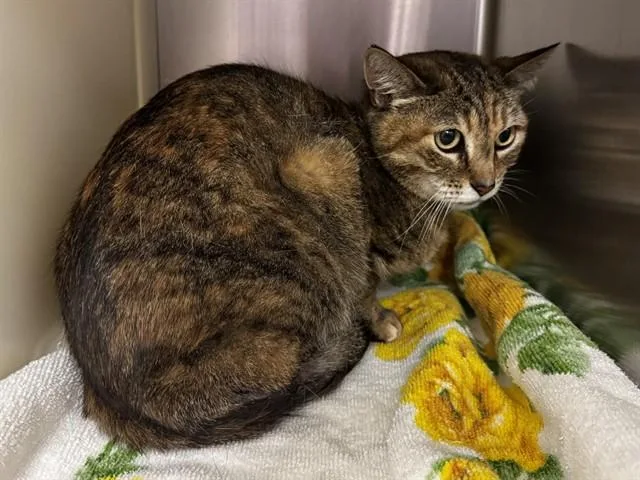 Nala