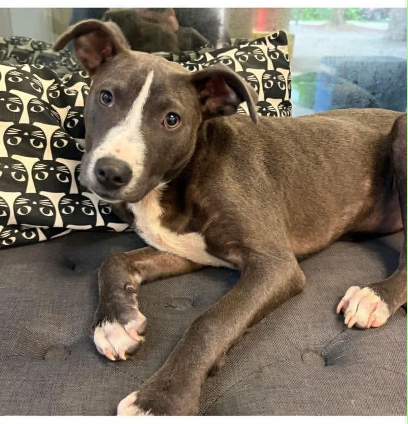 A baby medium-sized female Gray / Blue / Silver Pit Bull Terrier dog named Nixie for adoption in Hop Bottom, PA