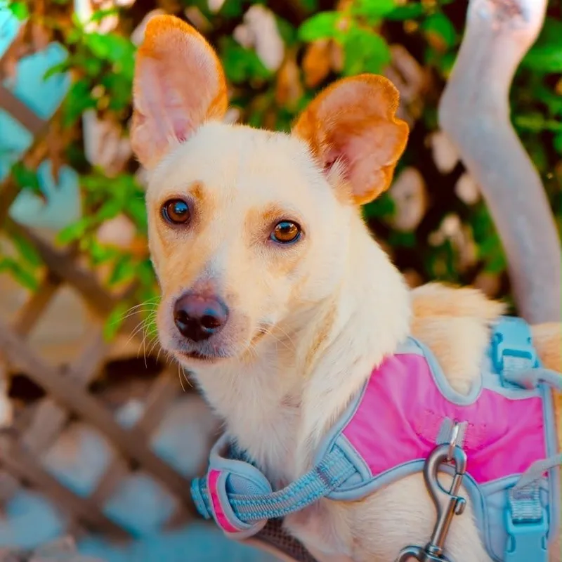 A baby small-sized female Chiweenie dog named Lady Tremaine for adoption in San Diego, CA