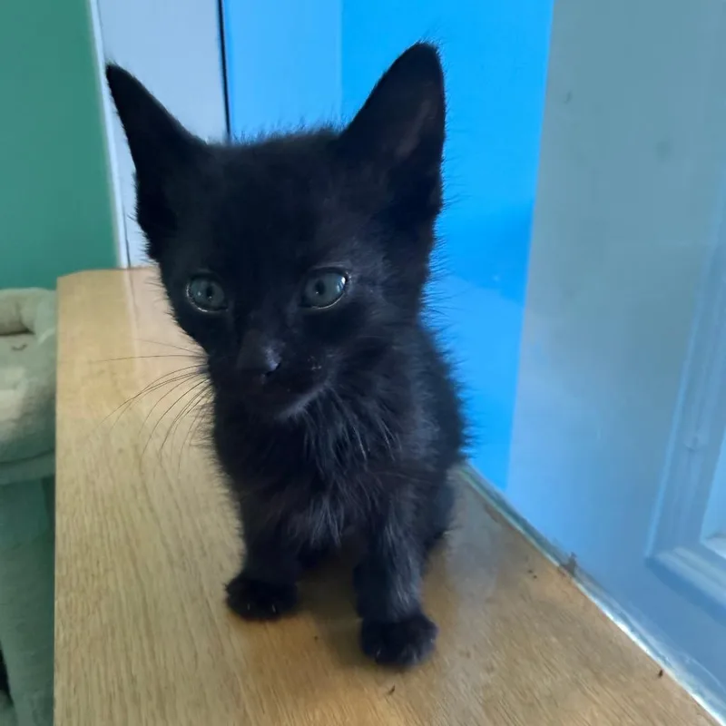 A baby small-sized male Black Domestic Short Hair cat named Astros for adoption in Marion, VA