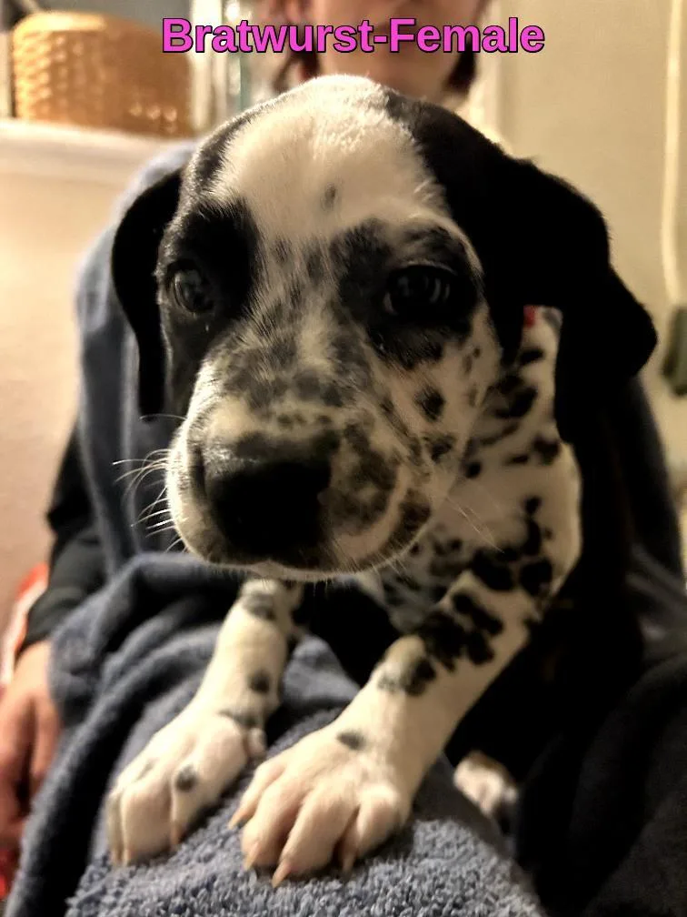 Bratwurstbremerton  Wa